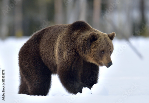 Brown bear walking on the snow. Scientific name: Ursus Arctos. Winter forest. Natural Habitat.