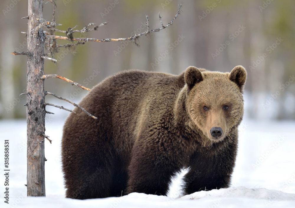 Obraz premium Wild Adult Brown bear in winter forest. Scientific name: Ursus Arctos. Natural Habitat.