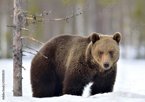 Wild Adult Brown bear in winter forest. Scientific name: Ursus Arctos. Natural Habitat.