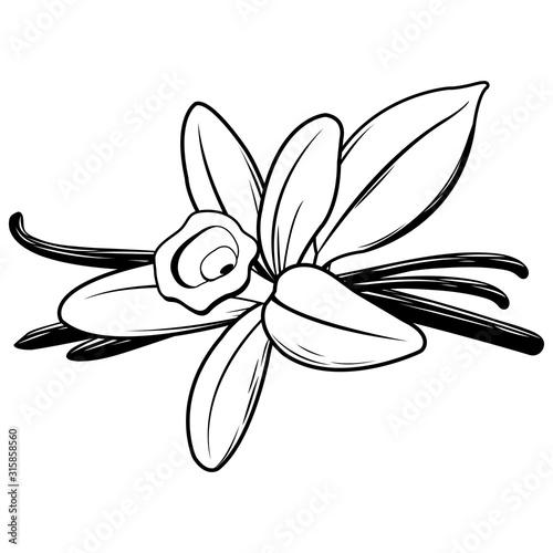 Vanilla flower. Vector black and white illustration.