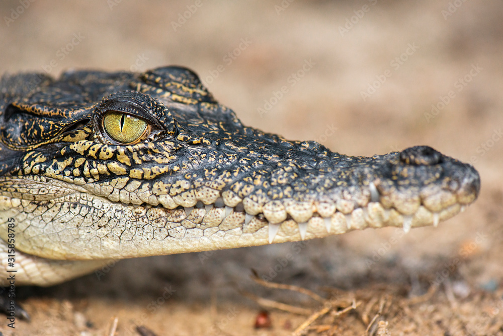 The saltwater crocodile is a crocodilian native to saltwater habitats and brackish wetlands from India's east coast across Southeast Asia and the Sundaic region to northern Australia and Micronesia.