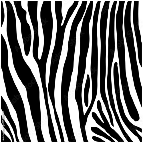 Zebra print, animal skin, line background, fabric. Black and white artwork, monochrome. Wallpaper with black stripes on white background. Zebra stripes hunting camouflage. Vector illustration.