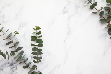 Branches of eucalyptus leaves on a marble background. Lay flat