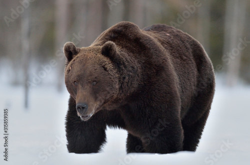 Wild Adult Brown bear in winter forest. Scientific name: Ursus Arctos. Natural Habitat. © Uryadnikov Sergey
