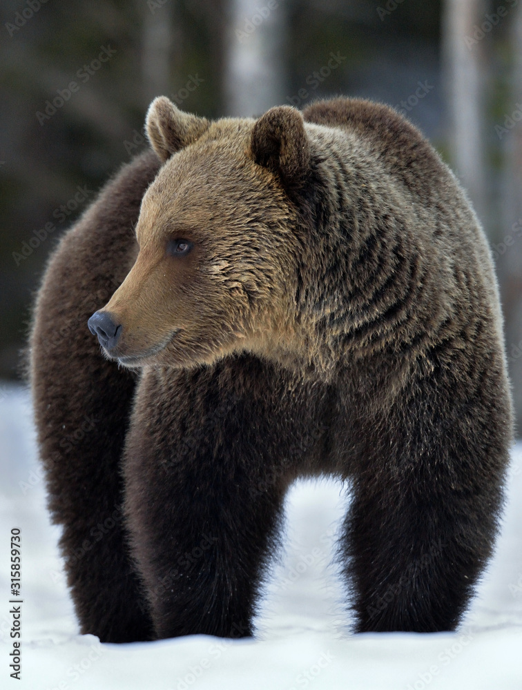 Fototapeta premium Wild Adult Brown bear in winter forest. Scientific name: Ursus Arctos. Natural Habitat.