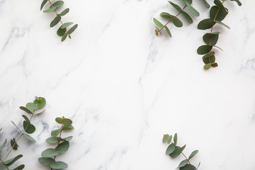 Border of eucalyptus leaves on a marble background. Lay flat