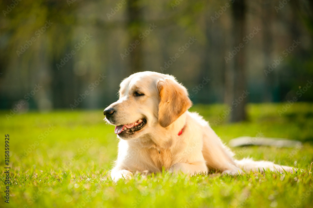 Young golden retriever dog