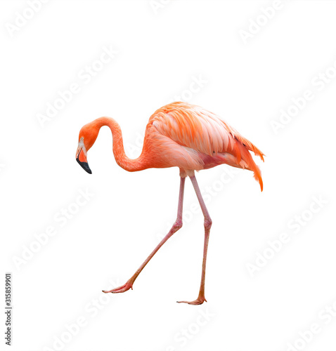 Pink flamingo walking