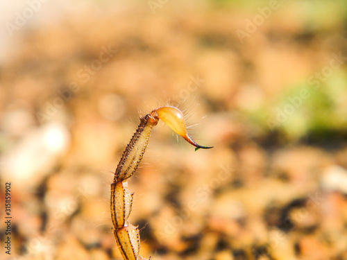 Cape burrower scorpion