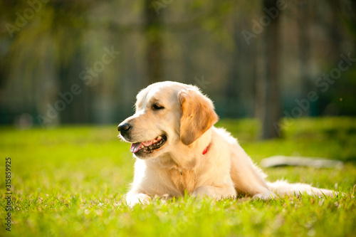 Young golden retriever dog