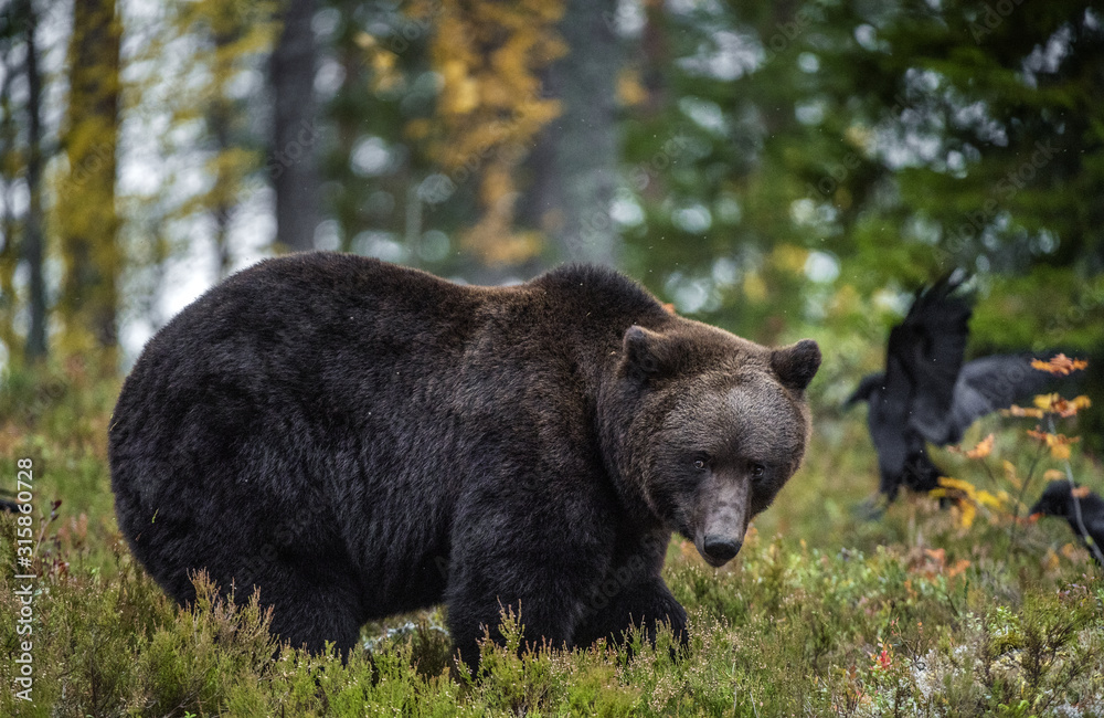 Fototapeta premium Big Adult Male of Brown bear in the autumn forest. Scientific name: Ursus arctos. Natural habitat.