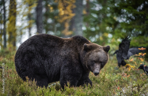 Wallpaper Mural Big Adult Male of Brown bear in the autumn forest. Scientific name: Ursus arctos. Natural habitat. Torontodigital.ca