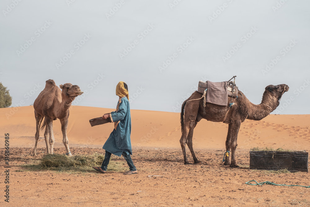 Fototapeta premium Joven bereber alimentando dromedarios camellos en el desierto. Erg Chebbi, Marruecos.