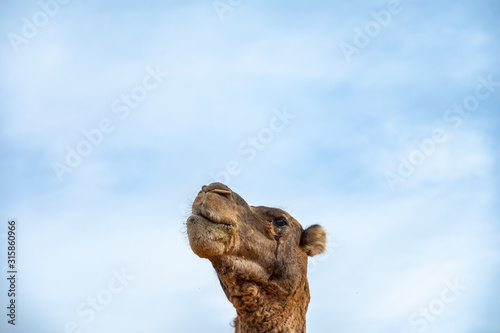 Retrato de dromedario camello en primer plano en el desierto. Erg Chebbi, Marruecos