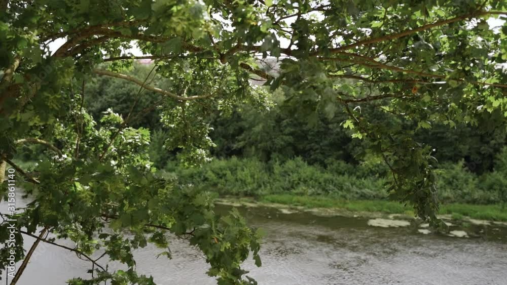 green maple leaves on a tree in summer against the background of the river green maple leaves on a tree in summer against the background of the river