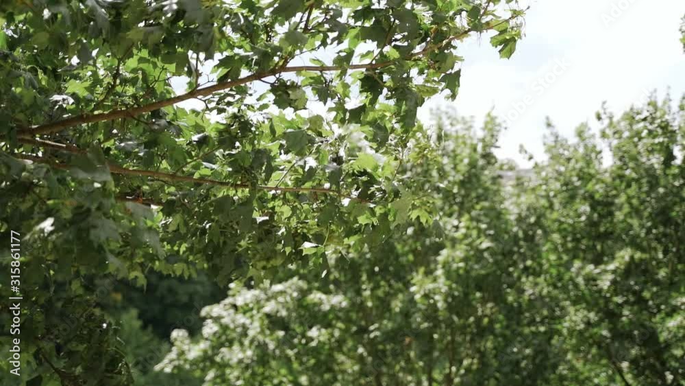 green maple leaves on a tree in summer against the background of the river green maple leaves on a tree in summer against the background of the river