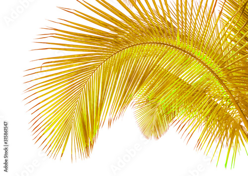 palm leaves on white background