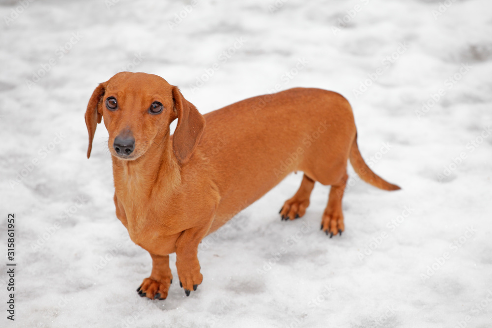 dog portrait snow road background 