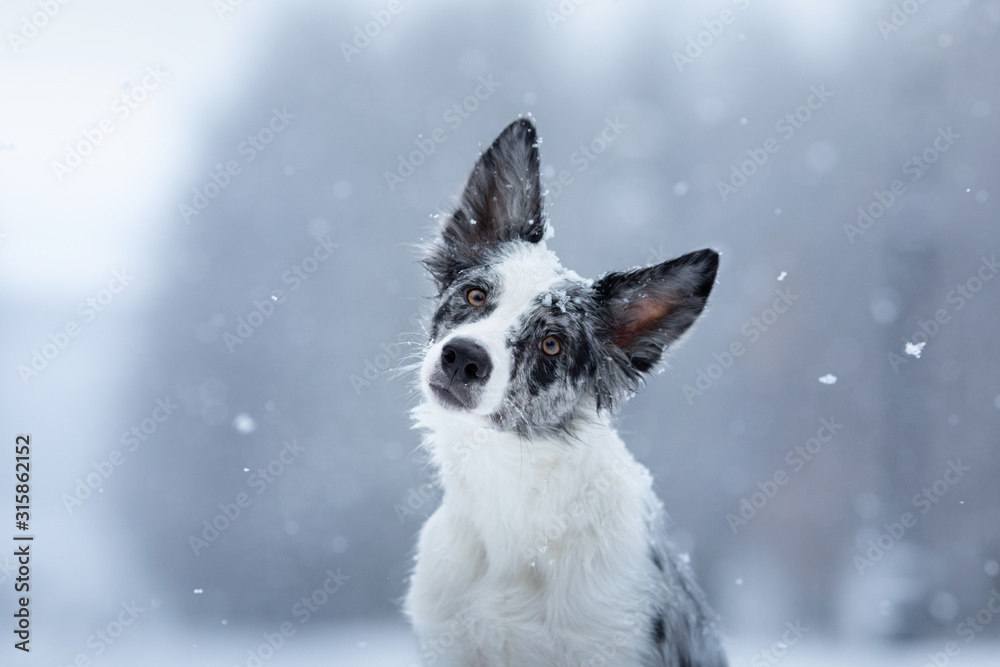 dog in the snow in winter. Portrait of a Border Collie in nature dog in the snow in winter. Portrait of a Border Collie in nature