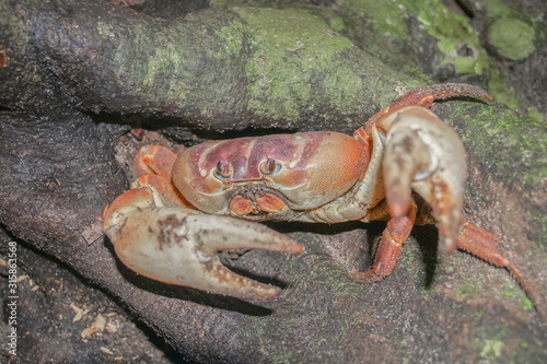 Close-up Pu Kai, local crab animal in Tachai island, Mu Ko Similan National Park, Phang Nga, south of Thailand. photo