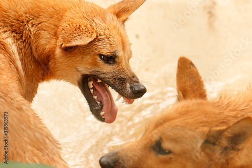 Bilde på lerret The dingo is a dog that is found in Australia