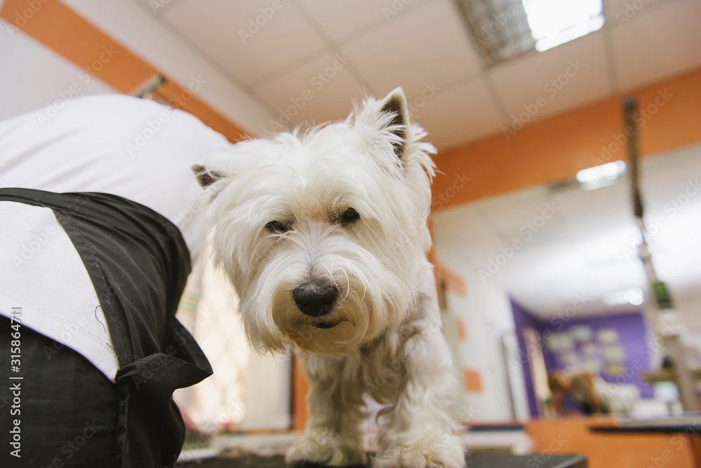 Professional haircut of a West Highland White Terrier dog in a grooming salon.