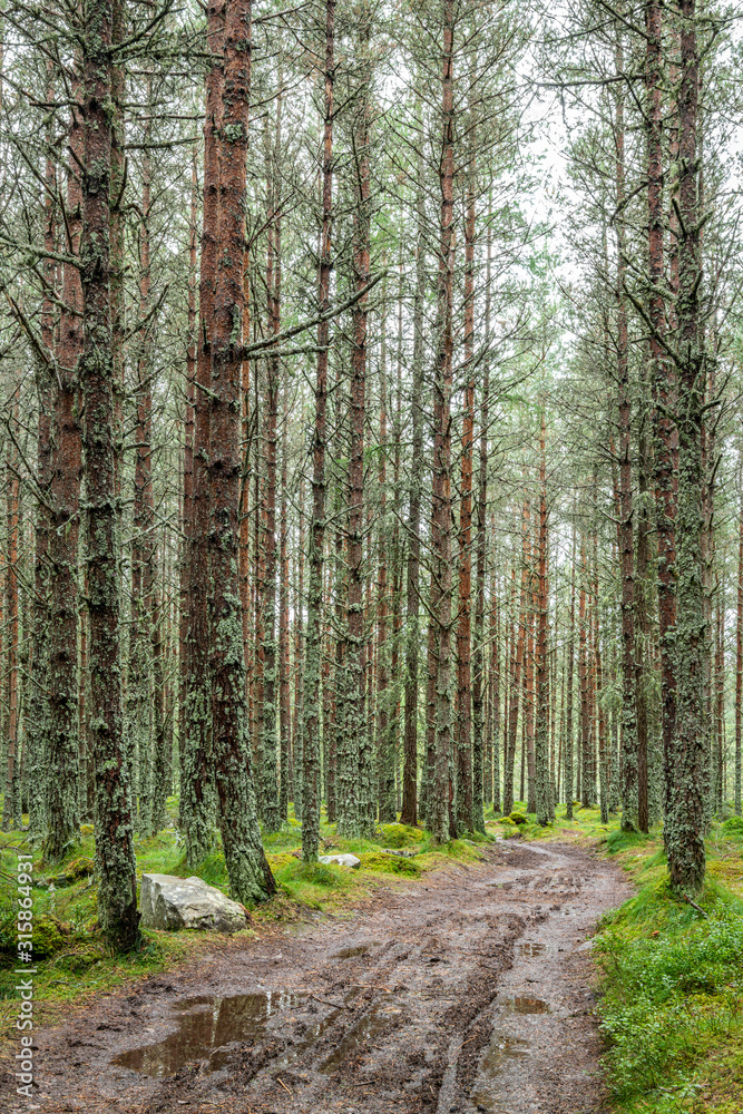 A Woodland Track, Mar Lodge, Aberdeenshire, Scotland A Woodland Track, Mar Lodge, Aberdeenshire, Scotland