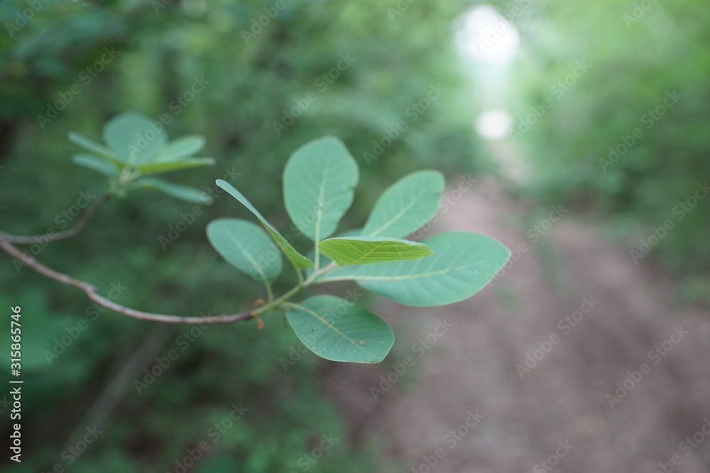 small green leaves on the tree branch in the forest, pathway in the background in blur small green leaves on the tree branch in the forest, pathway in the background in blur