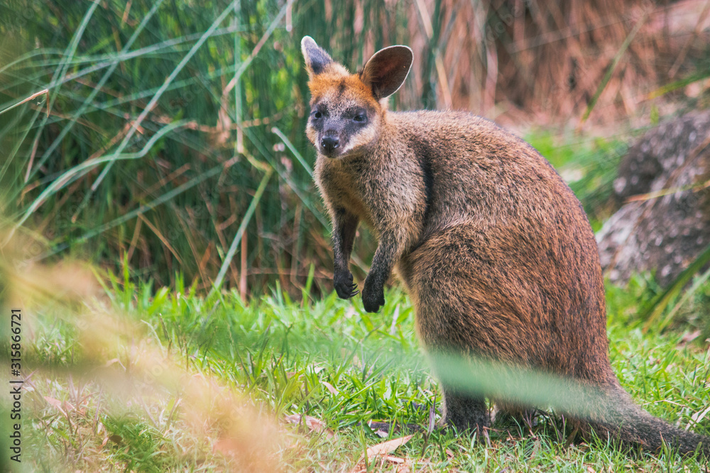 one wallaby standing brown orange dark brown fur and cute eyes, ears and hand Australian domestic animal 