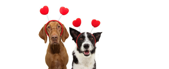  banner two group dogs puppy love celebrating valentine's day with a red heart shape diadem. Isolated on white background. Happy expression.