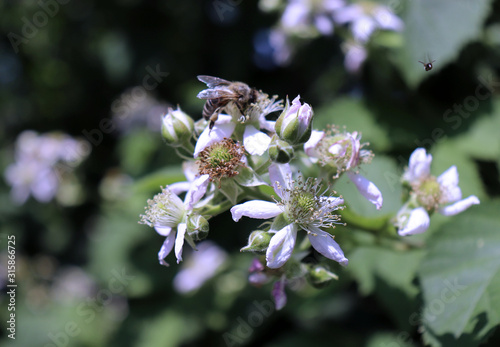 Soft focus of Blackberry fruit flowers Rubus fruticosus with pink shade blossoming in the garden.