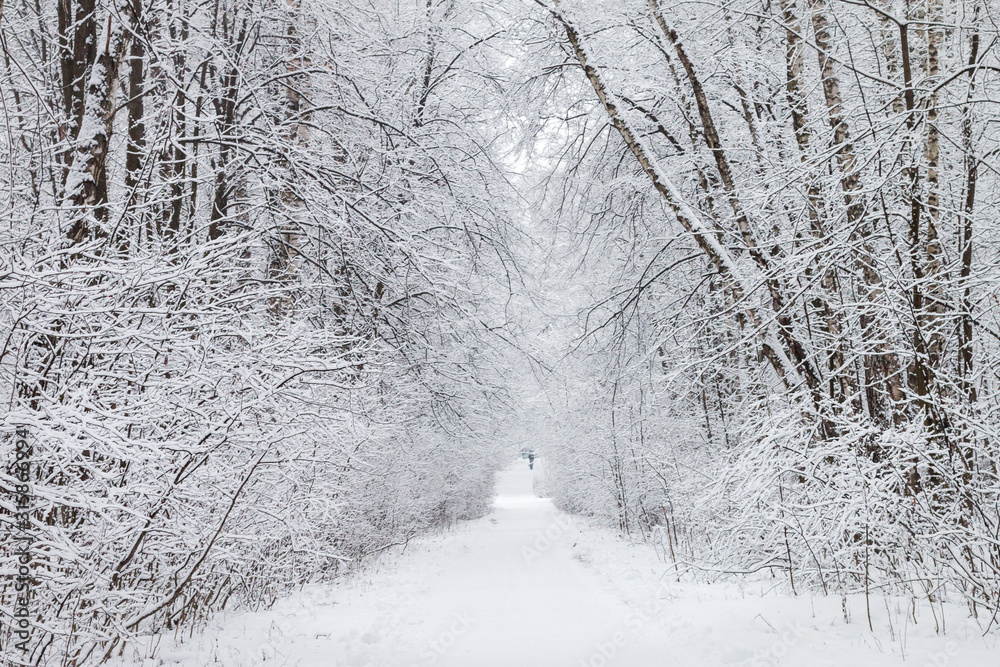 Fototapeta premium Moscow, Russia - 11 January, 2020: Alley with beautiful trees covered with fresh snow on the sides or the path, branches form arch above head