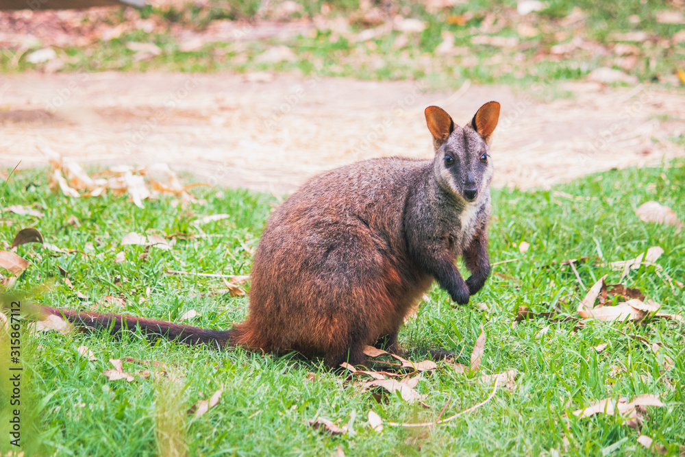 one rock wallaby standing brown orange dark brown fur and cute eyes, ears and hand Australian domestic animal 