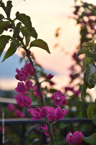 Pink flowers