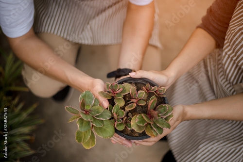 Growing seedlings in the nursery bags Like the hand of a woman and the hand of a young man is about to be planted in fertile soil