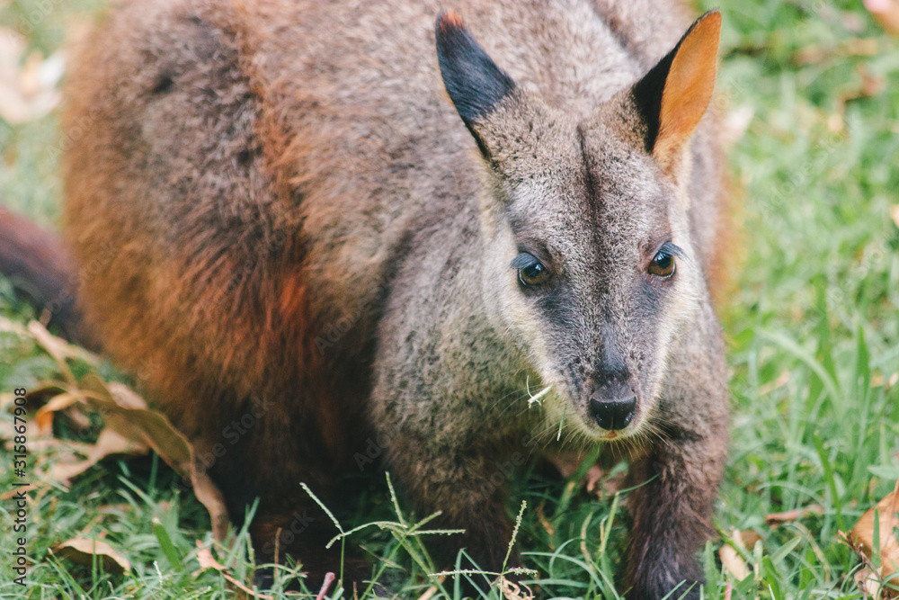 a rock wallaby standing brown orange dark brown fur and cute eyes, ears and hand Australian domestic animal bush fire rescued a rock wallaby standing brown orange dark brown fur and cute eyes, ears and hand Australian domestic animal bush fire rescued