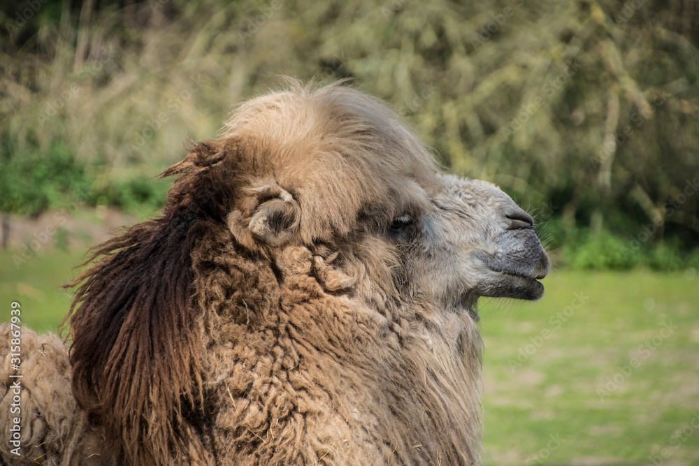 Bactrian camel, Camelus bactrianus is a large, even-toed ungulate native to the steppes of Central Asia.