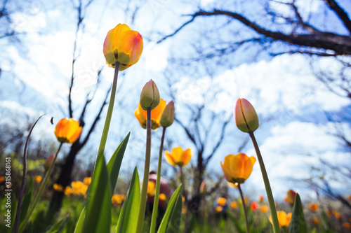 tulips in the garden