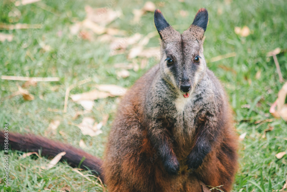 one rock wallaby standing brown orange dark brown fur and cute eyes, ears and hand Australian domestic animal bush fire rescued copy space one rock wallaby standing brown orange dark brown fur and cute eyes, ears and hand Australian domestic animal bush fire rescued copy space