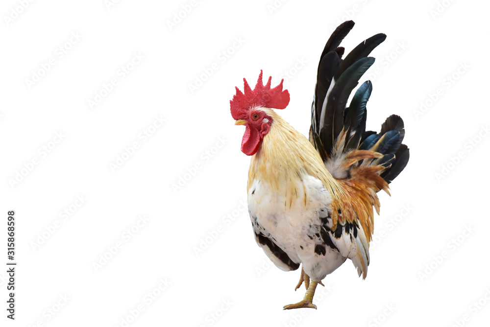 Fototapeta premium rooster isolated on white background