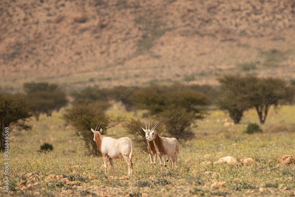 Fototapeta premium camels in desert