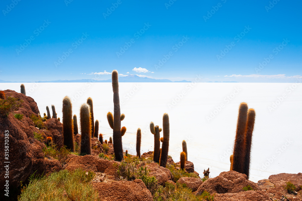 Big green cactuses on Incahuasi island, Salar de Uyuni salt flat, Altiplano, Bolivia. Landscapes of South America