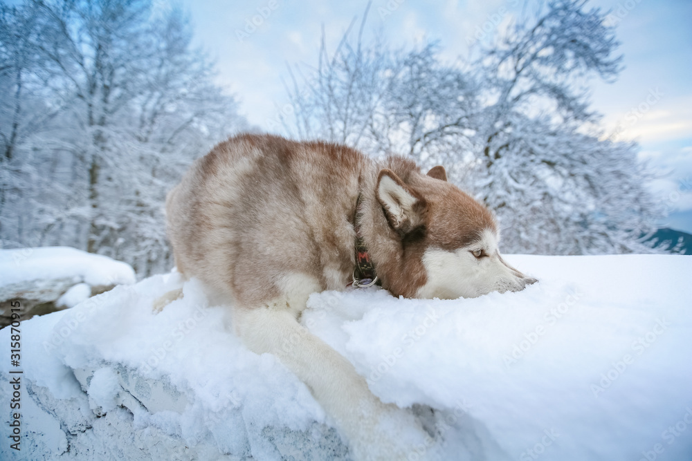 Purebred dog breed a weasel lying in a snow drift.
