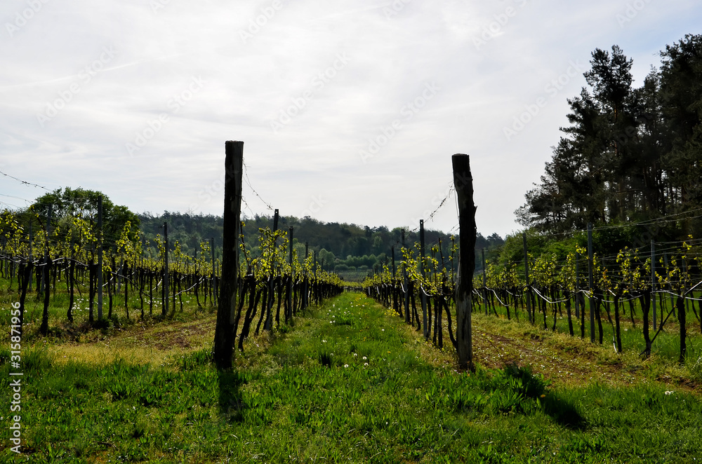 vineyard photography in spring at south moravian