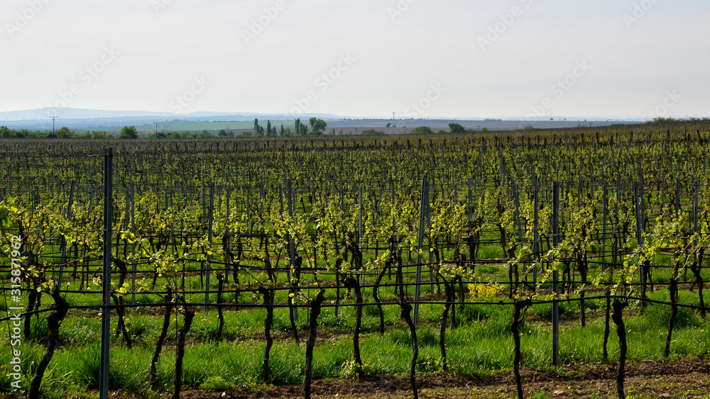 vineyard landscape in spring at south moravian