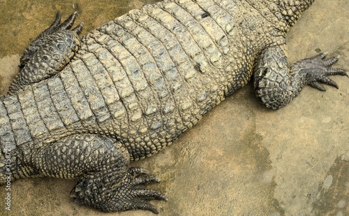 Skin of a Siamese crocodile  Crocodylus siamensis  on a farm near My Tho  Vietnam. This is an endangered species of medium-sized freshwater crocodiles native to Indonesia.