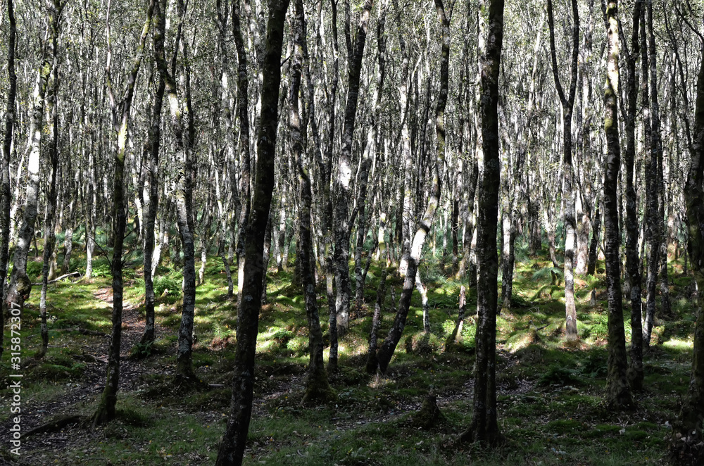 Fototapeta premium lot of small thin trees in sunny day in nature park