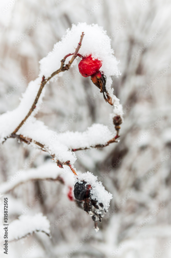 Red rosehip berries with hoar frost Red rosehip berries with hoar frost