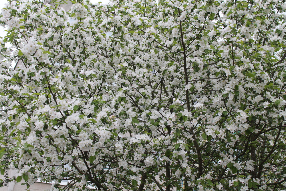 branch of a tree branch of a tree