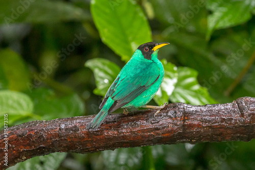 Green Honeycreeper (Chlorophanes spiza) on a branch in the rainforest near the Arenal volcano